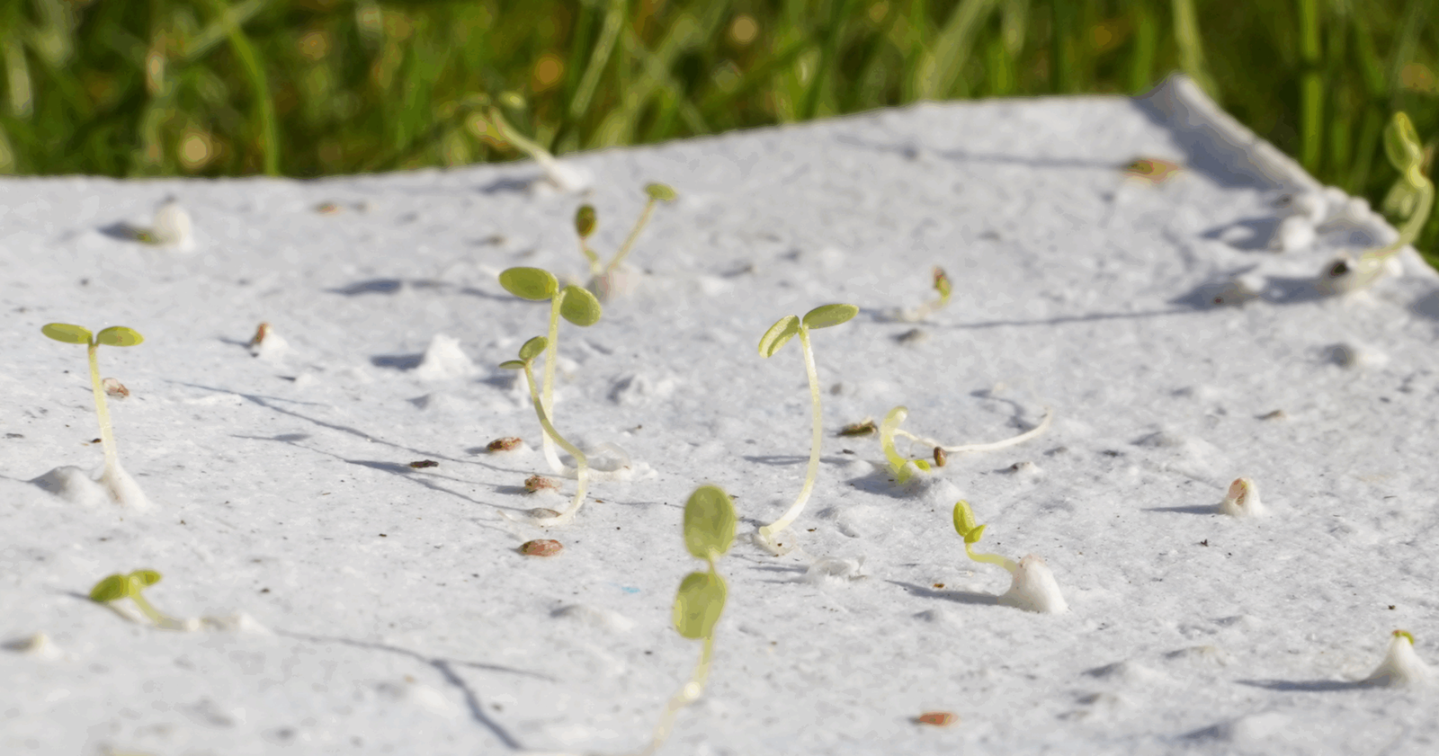 Header, growing paper with ermerging sprouts