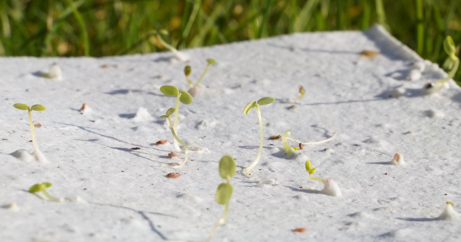 Header, growing paper with ermerging sprouts