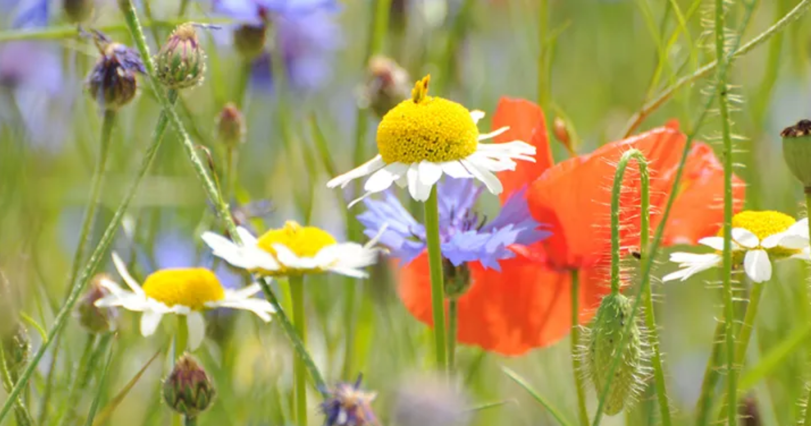Header, wildflowers