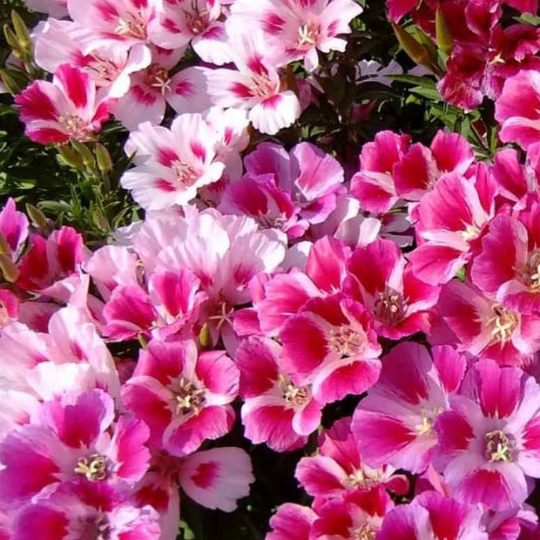 Zomerazalea