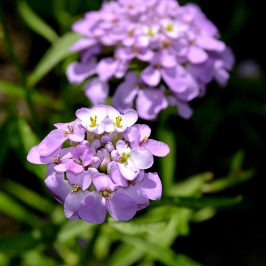 Schermscheefbloem