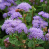 Donsbloem Thumbnail