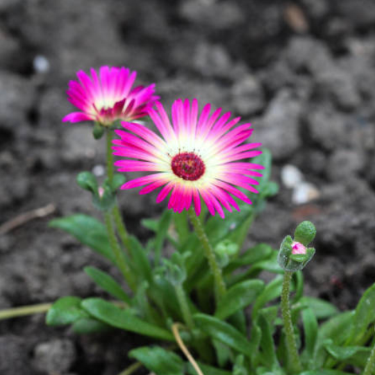 Ijsbloem
