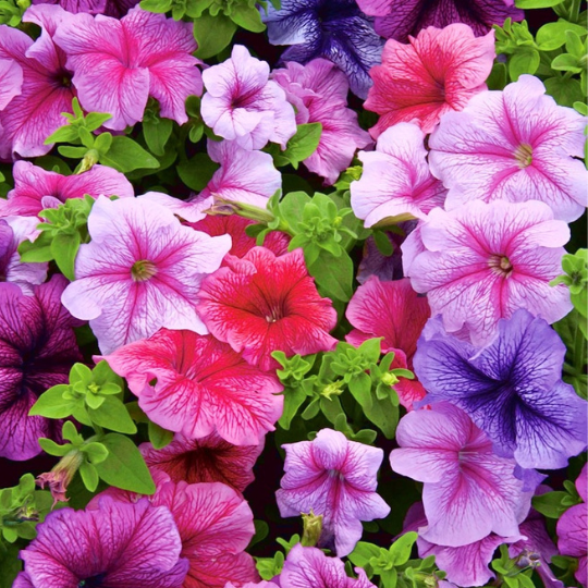 Petunia