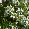 Alyssum Thumbnail