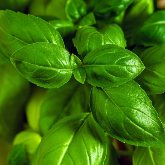 Basil