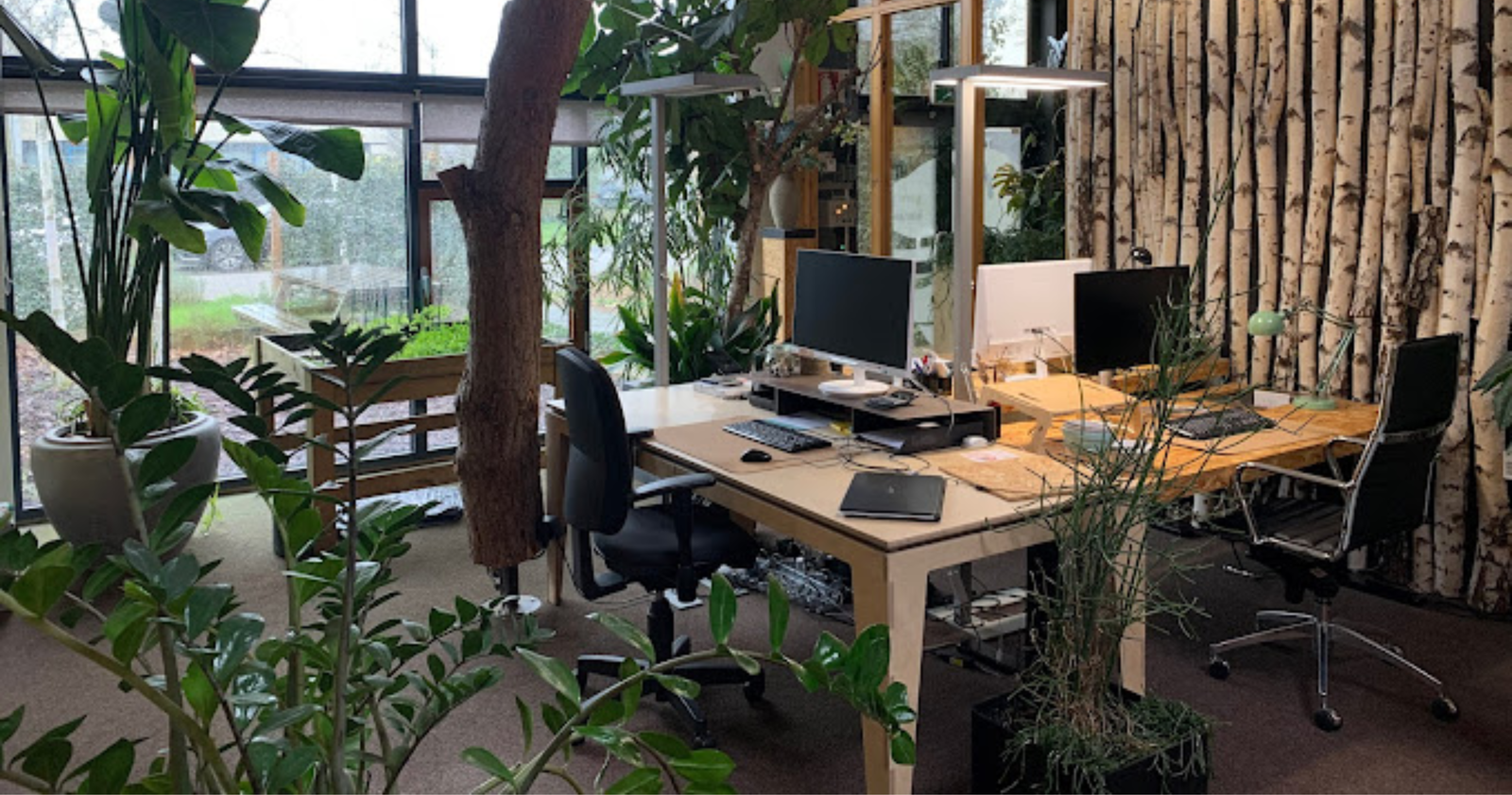 The inside of our green office, filled with plants