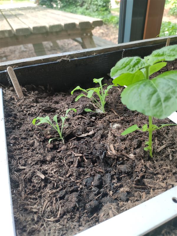 Plantinstructie voor 150 grams groeipapier met zomerzaadjes