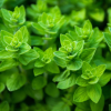 Oregano Thumbnail
