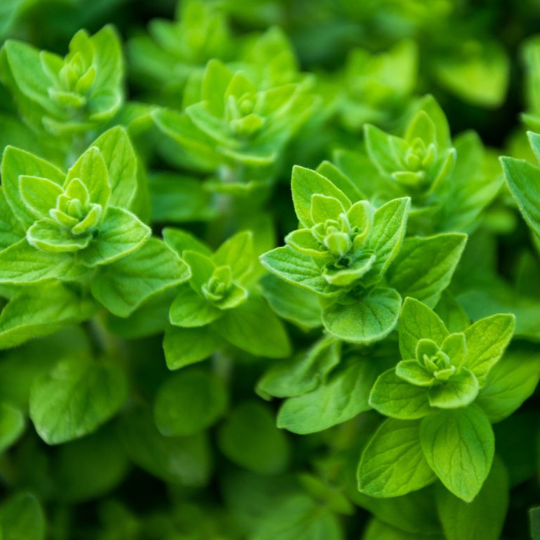 Oregano