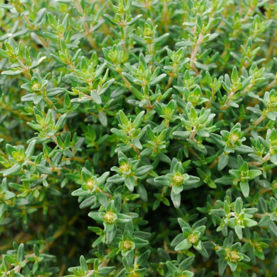 Thyme