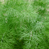 Dill Thumbnail