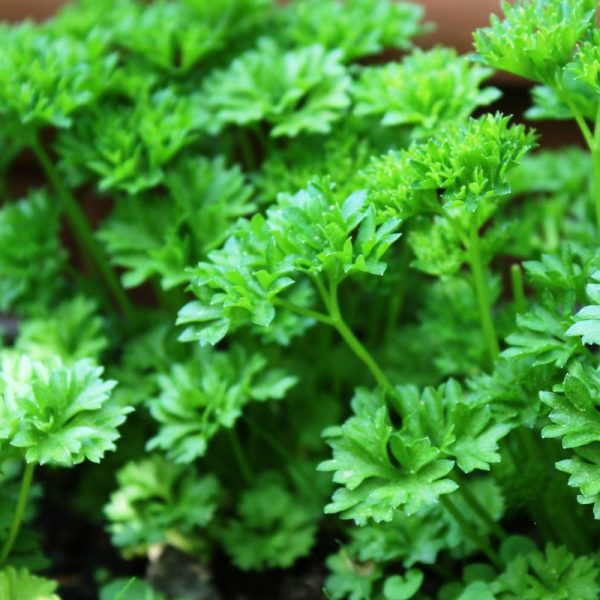 Parsley