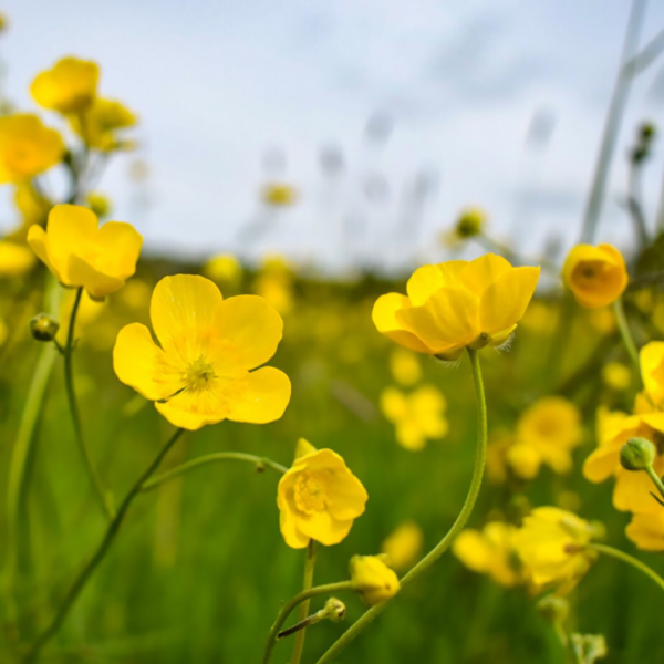 Common buttercup