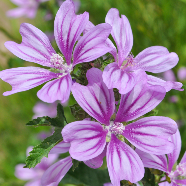 Common mallow