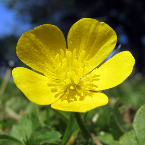 Hairy buttercup