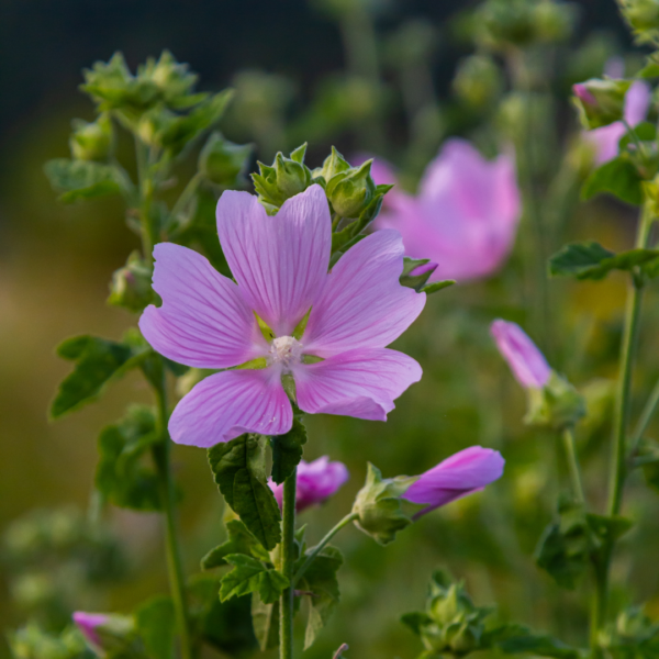 Musk mallow