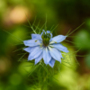 Nigella Thumbnail