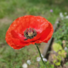 Poppy Thumbnail