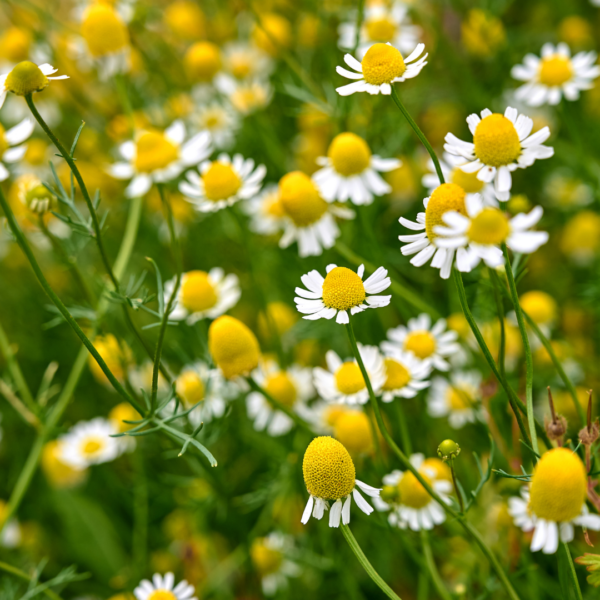 Scentless mayweed