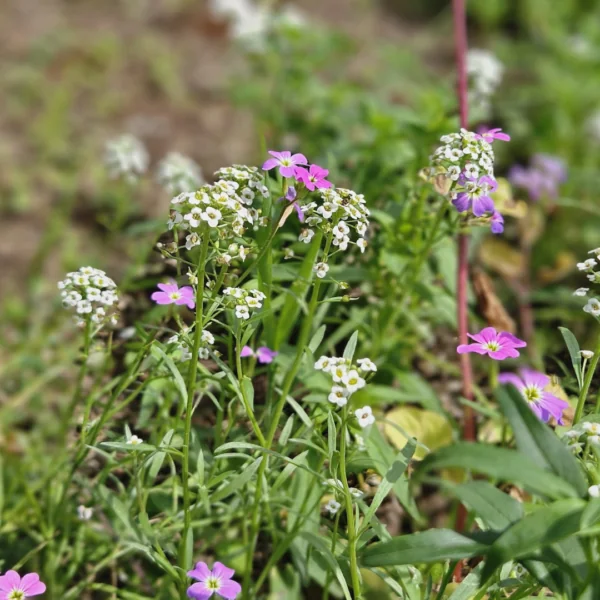 Blumen 4