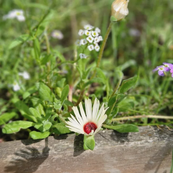 Mittagsblume